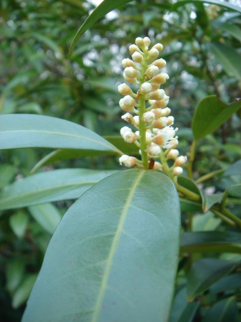 Prunus laurocerasus 'Herbergii' P2A